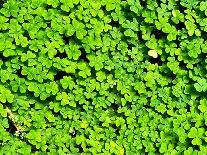 Manifest Abundance: A Meditation For Prosperity And Flow