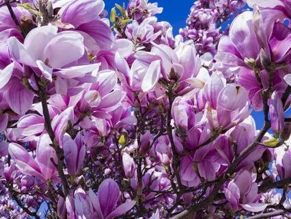 Manifest Your Abundance Guided Meditation