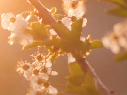 Manifest Your Dreams: Lion’s Gate Portal