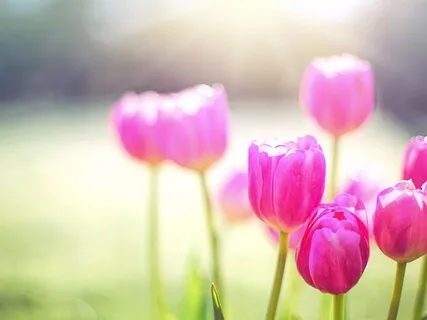 Manifest Your Heart's Desires 