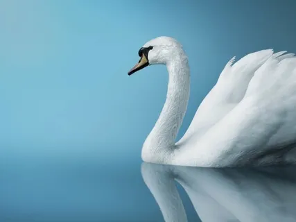 Manifest Your Wishes, Hopes & Dreams