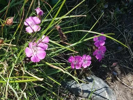 Manifestarea Inteției Tale