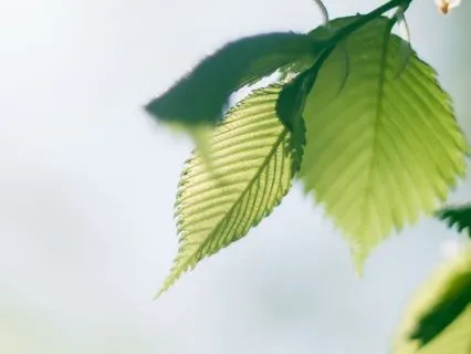 Manifestation Alignment: Visualization Music for Your Future