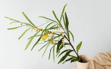 Manifestation Breath