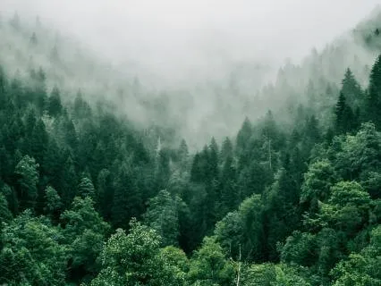 Manifestation (Inspired By James Doty) - With Forest Rain