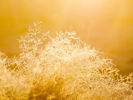 Manifestation Exercise