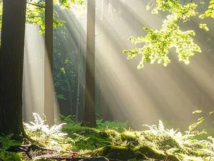 Manifestation Meditation: Cone Of Light Visualisation