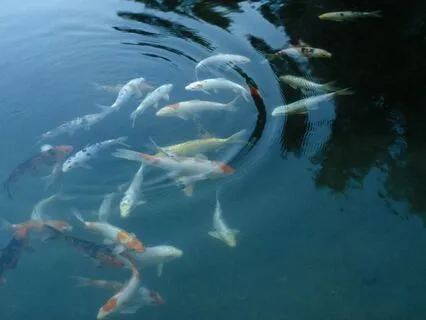 Manifestation Meditation #4: Align With The Energy Of Love