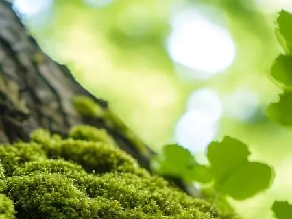 Manifestation Meditation - Visit Your Desired Future