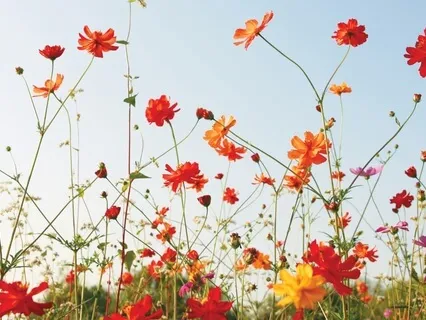 Manifestation Meditation