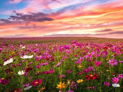 Manifestation Meditation