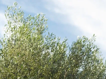 Manifestation Meditation