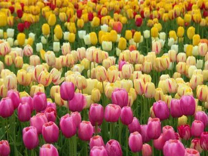 Manifestation Mindset 417 + 432 + 444 + 888 Hz Tuning Forks