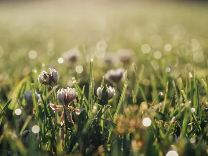 Manifestation Visualisation 