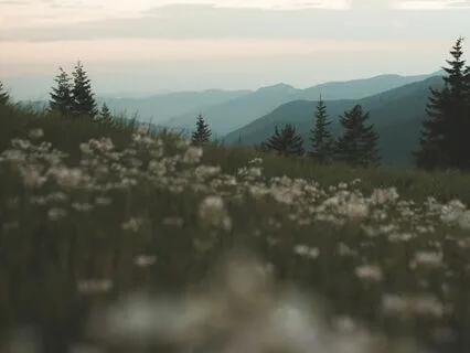 Manifesting a Calm Morning