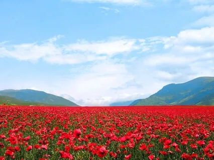 Manifesting Abundance