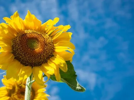 Manifesting Abundance: An Affirmation Meditation