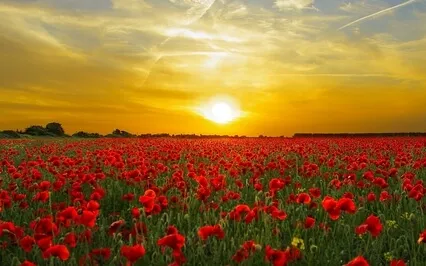 Manifesting Abundance & Gratitude Meditation