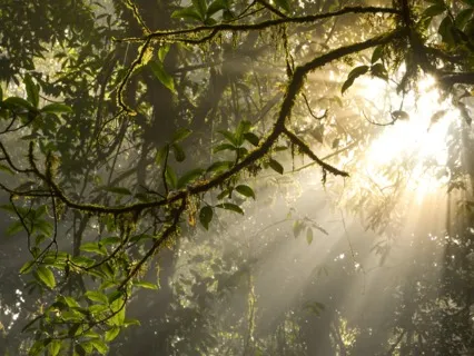 Manifesting Abundance