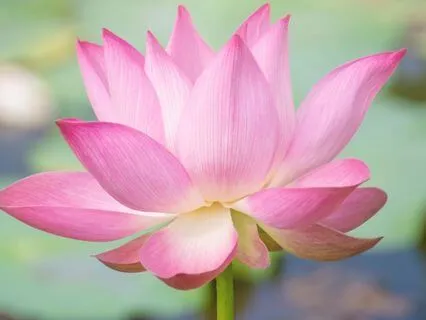 Manifesting Confidence: Empowering Ambient for Self-Belief