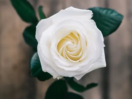 Manifesting From The Heart