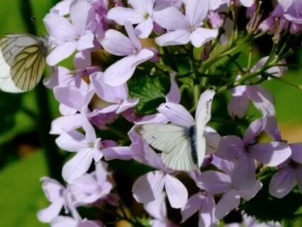 Manifesting Generator Meditation (Human Design)