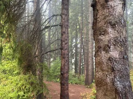 Manifesting In Stillness With Spruce