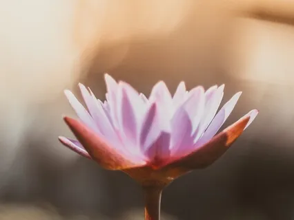 Manifesting Meditation