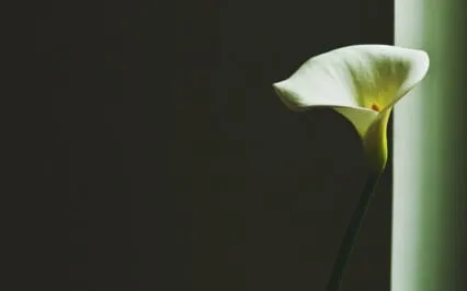 Manifesting Miracles