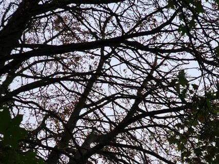 Manifesting Precious Wind (Master Unmon's Tai Ryo Kui Fu)