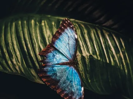 Manifesting The Best Version Of Yourself (Guided Meditation)