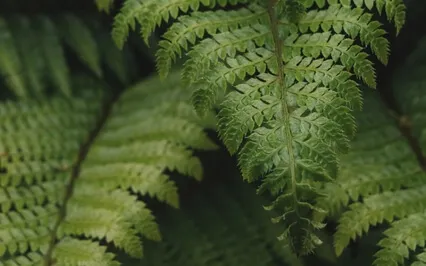 Manifesting Through Emotional Awareness