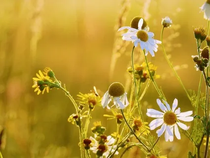 Manifesting Using The Energy Of The Head Centre