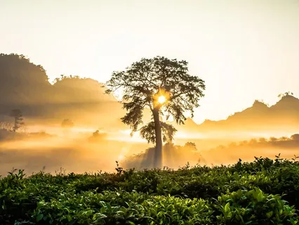 Manifesting Using The Energy Of Your Solar Plexus Centre