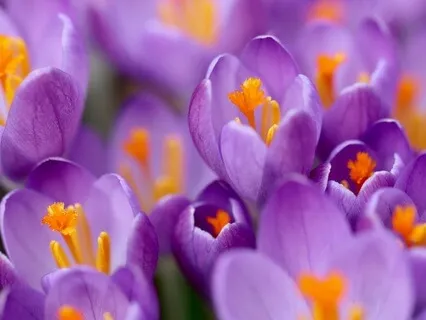 Manifesting Using The Energy Of Your Spleen Centre