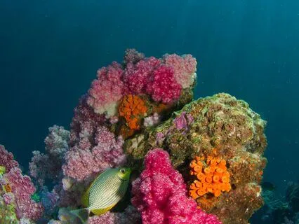 Manifesting With Mermaids