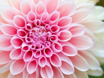 Manifesting Your Desires