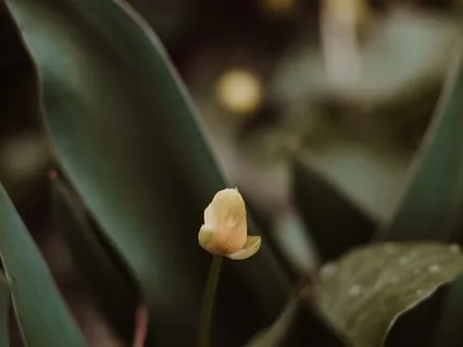 Manifesting Your Dreams 