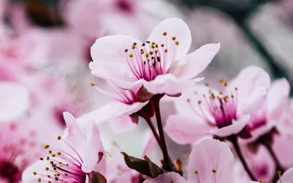 Manifesting Your Future