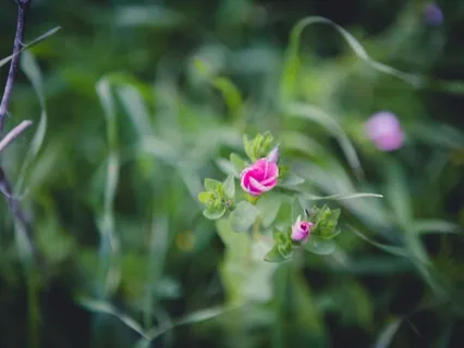 Manifesting Your Reality With Ayelet Polonsky