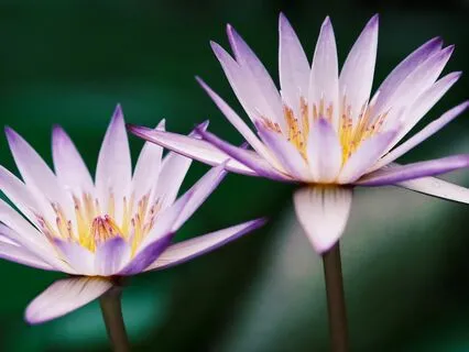 Manifestor Healing Affirmations - Human Design