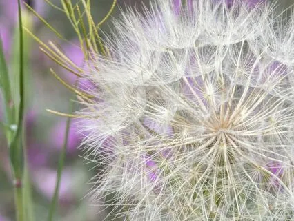 Manifestor Meditation (Human Design)