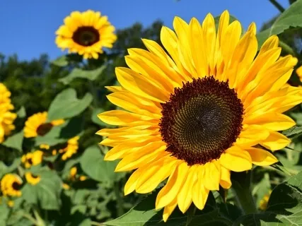 Manipura || Navel Chakra Plexo Solar. Yellow/Amarillo