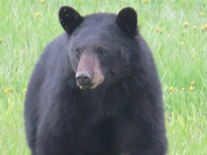 Manitoo Makwa Song Indigenous Hand Drumming