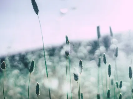 Mañjuśrī Mantra