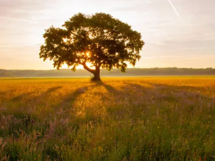 Manna - The Alchemy Of Salvation