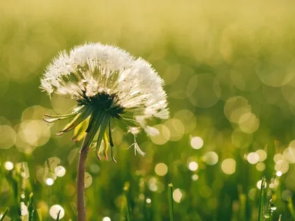 Mantra de Cura Profunda - Lira e Voz 