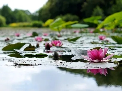 Mantra For Cultivating Inner Wisdom (Om Mani Padme Hum)