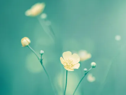 Mantra For Peace And Protection