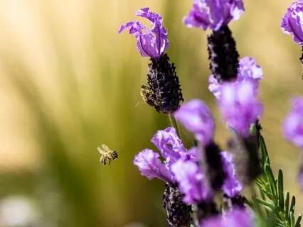 Mantra Haiku Series "Free As A Bee"